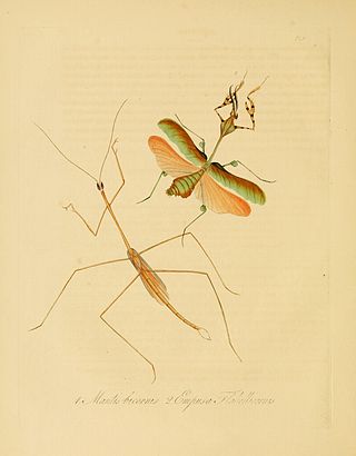 <i>Schizocephala</i> Genus of praying mantises