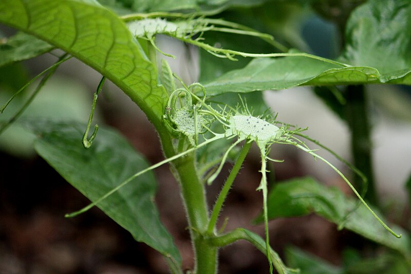 File:Dorstenia yambuyaensis (Dorstenia) IMG 8913 C.JPG