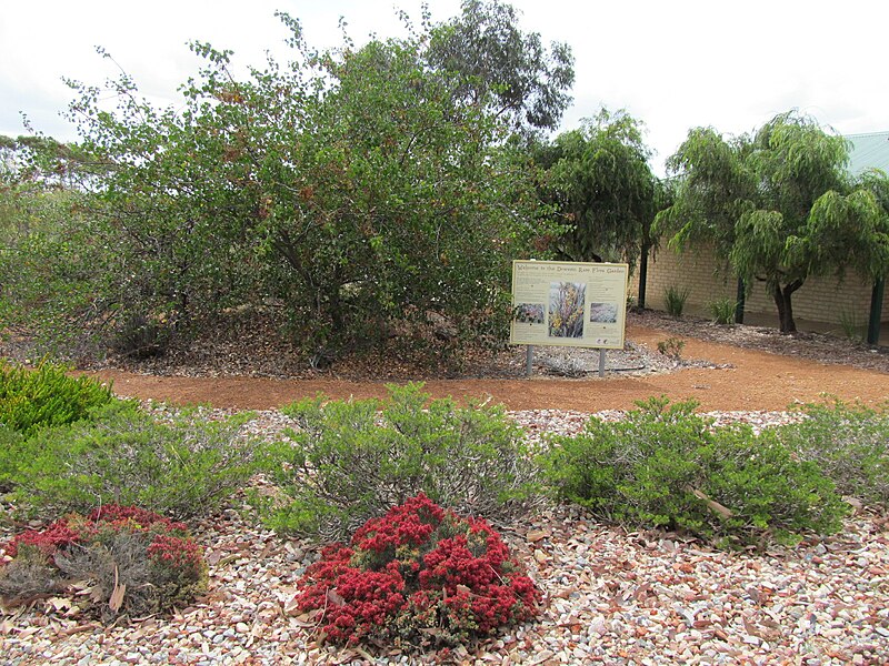 File:Dowerin rare flora garden 1.jpg