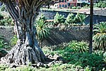 Fig. 7. El Drago de Icod (Tenerife). Base du tronc avec les anciennes racines aériennes intégrées au tronc