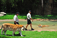 Tigers at Dreamworld's Tiger Island Dreamworld Tiger Island.jpg