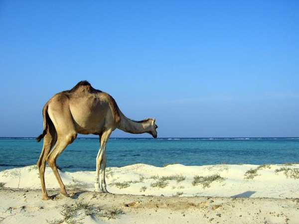 Image: Dromedar Marsa Alam