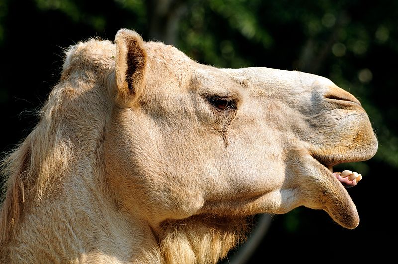 File:Dromedary Camel (camelus dromedarius).jpg