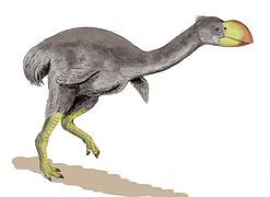Dromornis (Anseriforme del Mioceno)