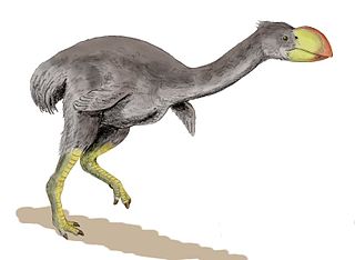 <i>Dromornis stirtoni</i> Extinct species of bird