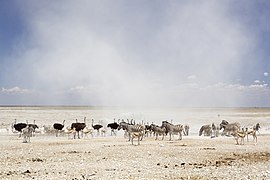 Vườn Quốc Gia Etosha