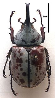 <i>Dynastes</i> Genus of beetles