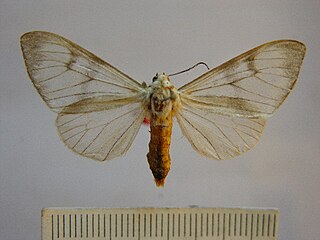 <i>Dysschema amphissum</i> Species of moth