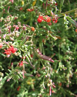 <i>Chenopodium nutans</i> species of plant