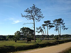 East end of El Pinar at Arroyo Pando.