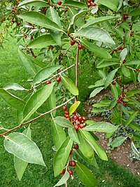 Elaeagnus montana