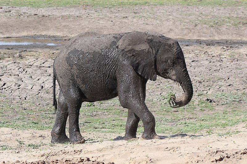 File:Elephant in Chobe National Park 02.jpg