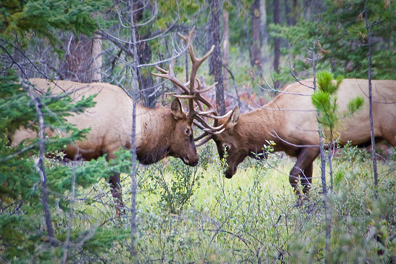 File:Elk Sparring - Jasper National Park.jpg