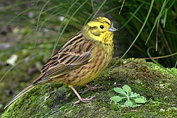 250px-Emberiza_citrinella_-New_Zealand_-North_Island-8.jpg