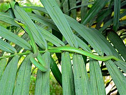 Ukukwi-miti zumaridi (Hapsidophrys smaragdina)