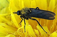 Empis.ciliata.jpg