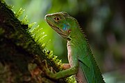 Lagarto verde encontrado em trilha (Enyalius iheringii)