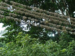 Epiphytes on electric wires. This kind of plant takes both CO2 and water from the atmosphere for living and growing.