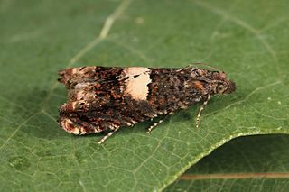 <i>Epiblema sticticana</i> Species of moth