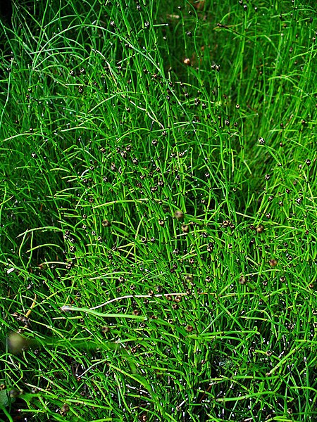 File:Equisetum scirpoides 001.JPG