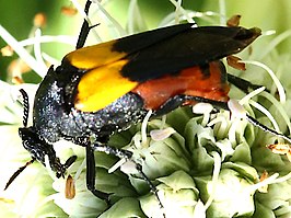 Macrosiagon flavipennis