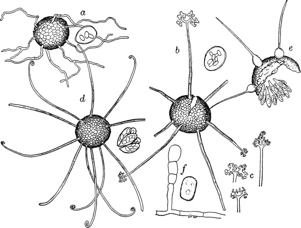 File:Erysiphe necator (2).jpg - Wikimedia Commons