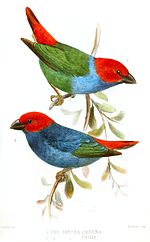 Thumbnail for Red-headed parrotfinch