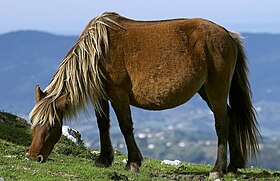 Poney Asturcón bai silver, dans son environnement naturel.