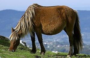 Wildpferd: „Echte“ Wildpferde, Verwilderte Hauspferde und ursprüngliche Hauspferdrassen, Literatur