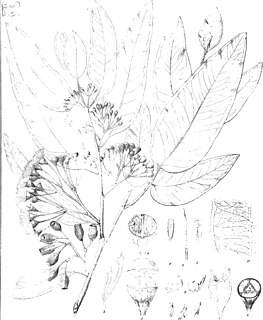 <i>Corymbia clavigera</i> Species of plant