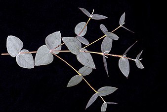 juvenile leaves Eucalyptus horistes leaves.jpg