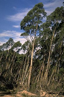 <i>Eucalyptus paliformis</i> Species of eucalyptus