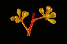 flower buds Eucalyptus sphaerocarpa buds.jpg