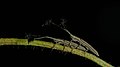 Eucomatocera vittata-Kadavoor-2017-06-21-001.jpg