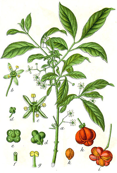 File:Euonymus europaeus Sturm20.jpg