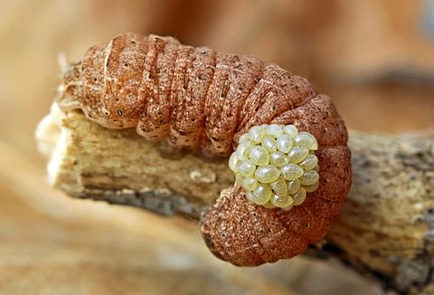 Euplectrus sp. larvae on a Noctuidae caterpillar. (2010-05-01)