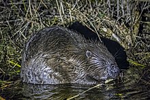 in the Narew River, Poland Eurasian beaver (Castor fiber) Wizna.jpg