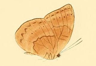 <i>Euriphene tadema</i> Species of butterfly