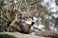 Europese wolf (6795379498).jpg