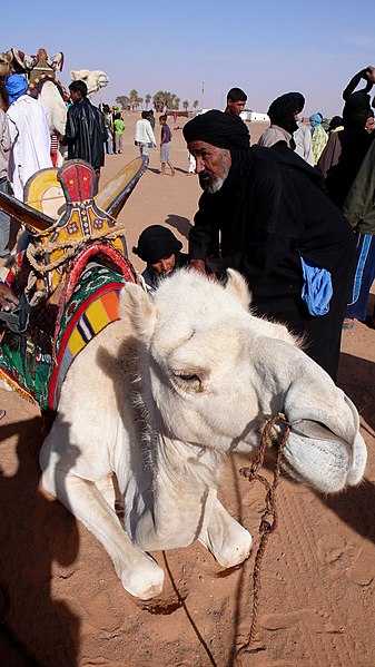 File:Exhibicion camellos - Saharauiak.jpg