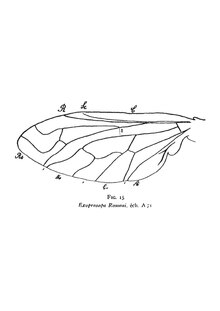 Exoprosopa romani aile 1937 Nicolas Théobald Holotype A71 p. 351.