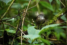 Eyebrowed Wren-babbler 0A2A7673.jpg