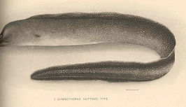 Gymnothorax nuttingi