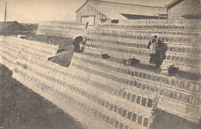 Nori being dried on racks, 1921