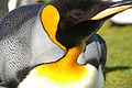 Falkland Islands Penguins 34.jpg
