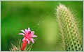 Fall Cactus Flower (131414233).jpeg