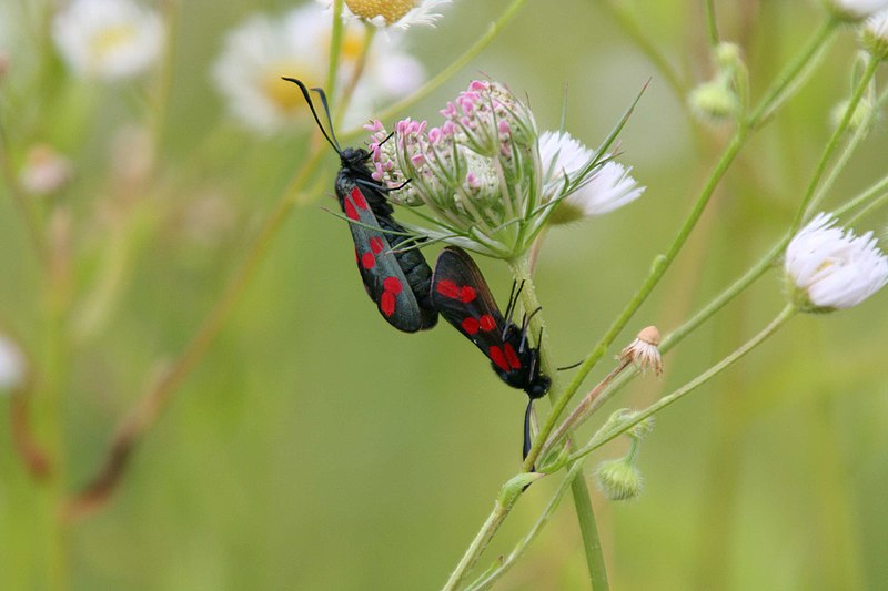 File:Falter zwecks Bestimmung 51.jpg