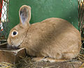 Domestic rabbit
