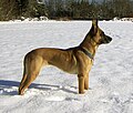 Belgianpaimenkoira malinois (15c, Belgia)