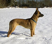 כלב מלינואה ממין נקבה, בגיל 7